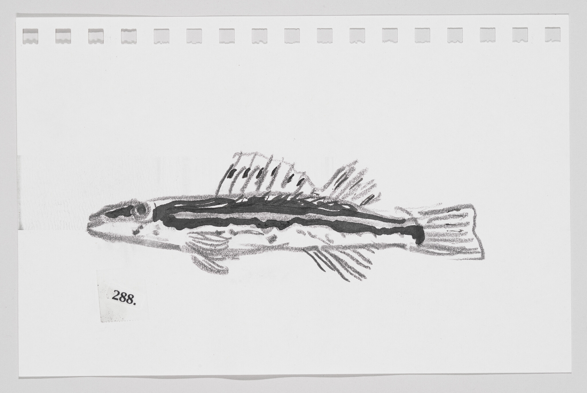Sketch of a fish on a piece of paper with perforated edges, labeled with the number 288.