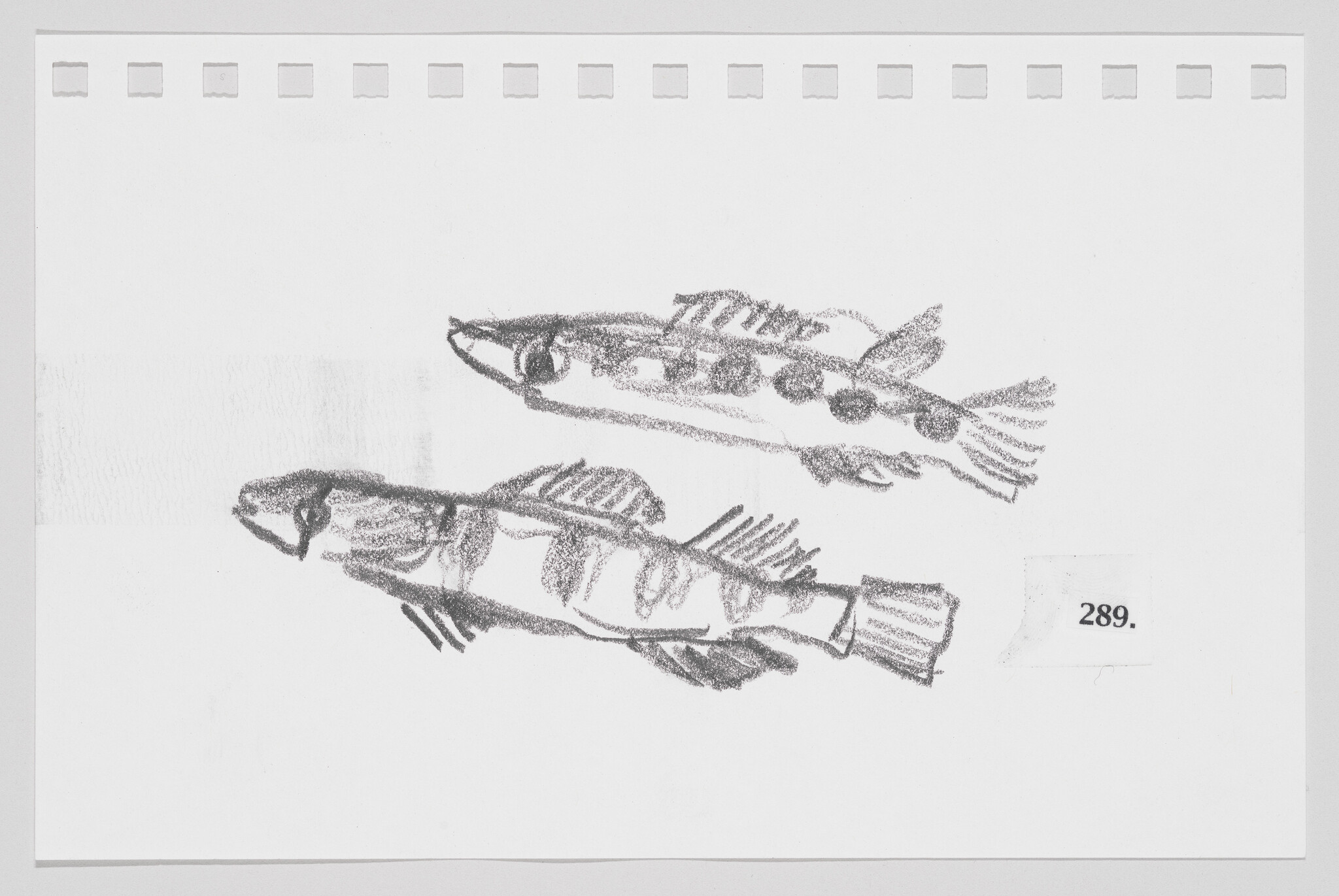 Sketch of two fish on a piece of paper with perforated edges and the number 289.