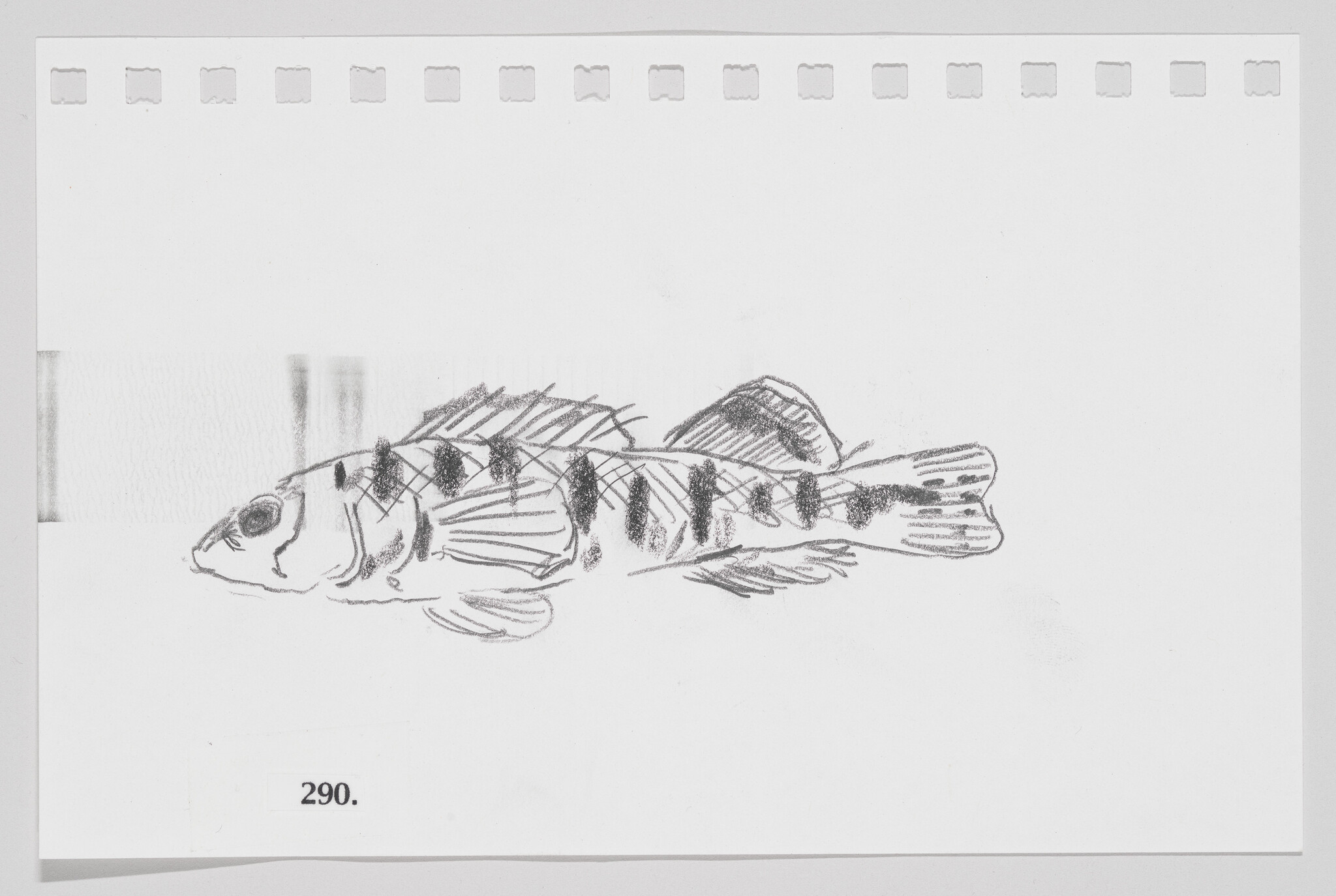Sketch of a fish on a piece of paper with perforated edges, numbered 290.