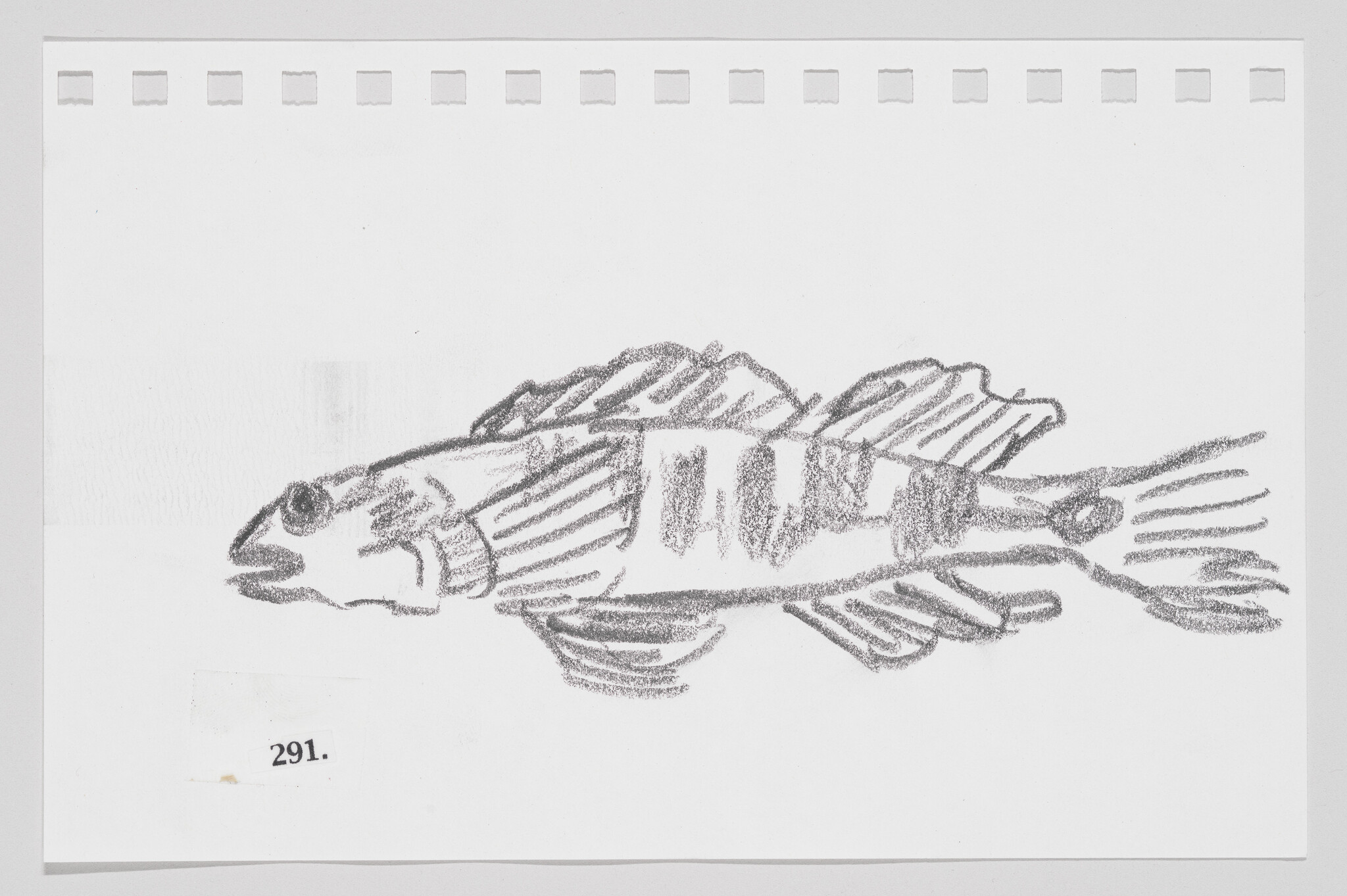 Sketch of a fish on a piece of paper with perforated edges, labeled with the number 291.