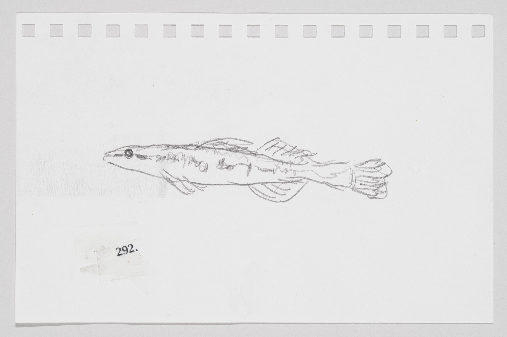 Sketch of a fish on white paper with perforated edges and a small label numbered 292.