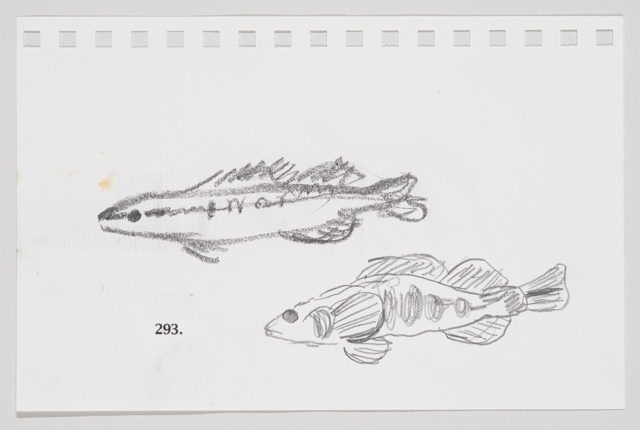 Sketch of two fish on a white background, one above the other, with the number 293 printed below.