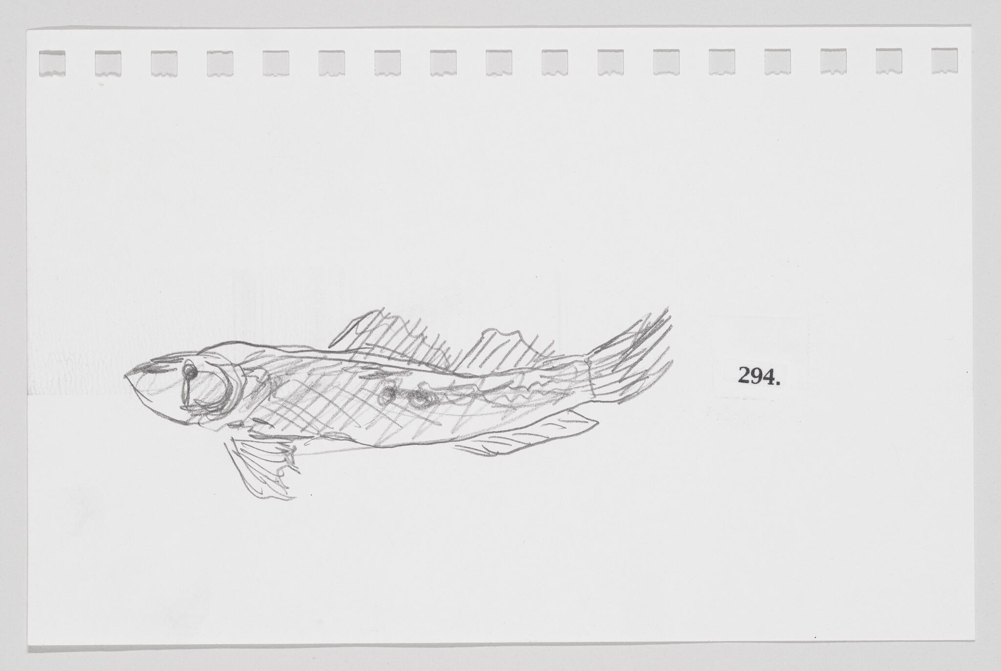 Sketch of a fish on a piece of paper with the number 294.