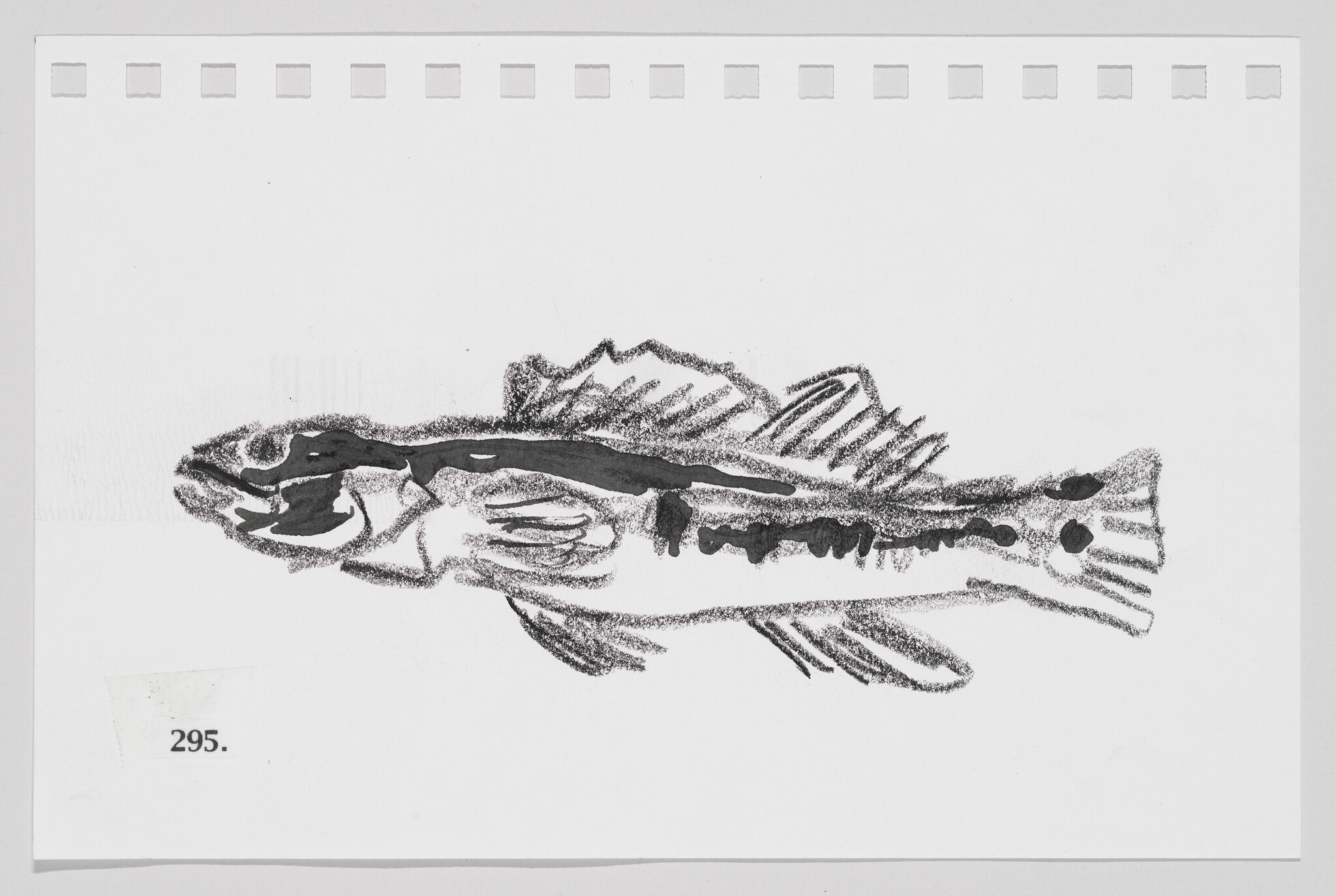 Sketch of a fish on a piece of paper with perforated edges, labeled with the number 295.