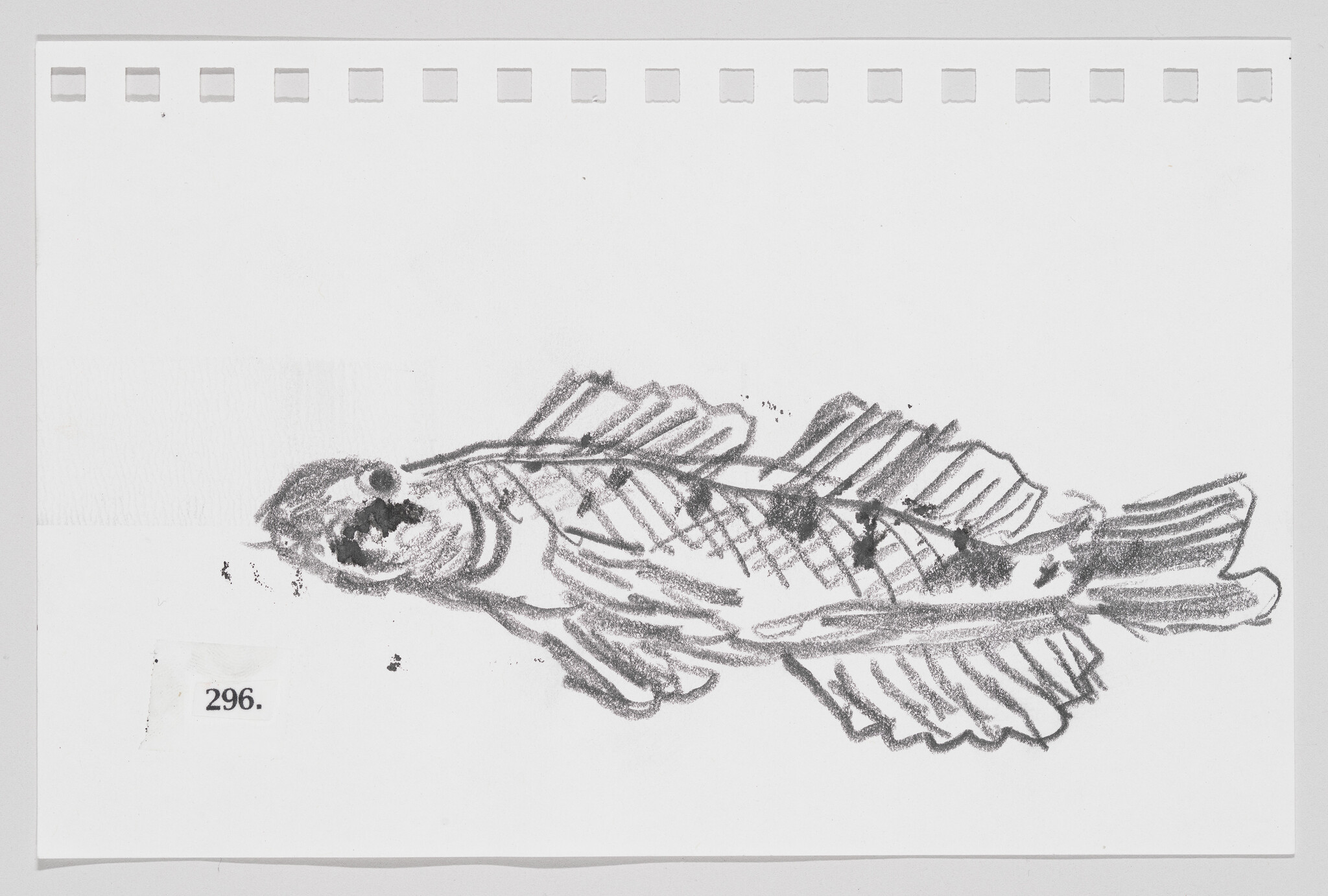 Sketch of a fish on a piece of paper with perforated edges, number 296 printed on the bottom left.