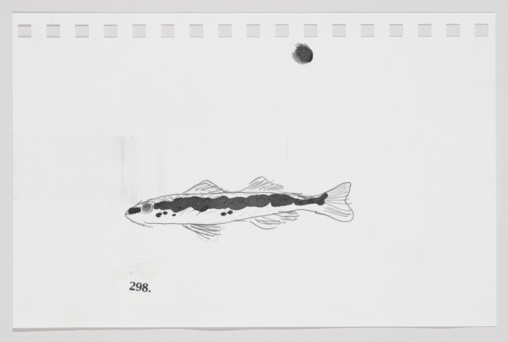 Hand-drawn sketch of a fish with black spots on a piece of paper with perforated edges, labeled "298."