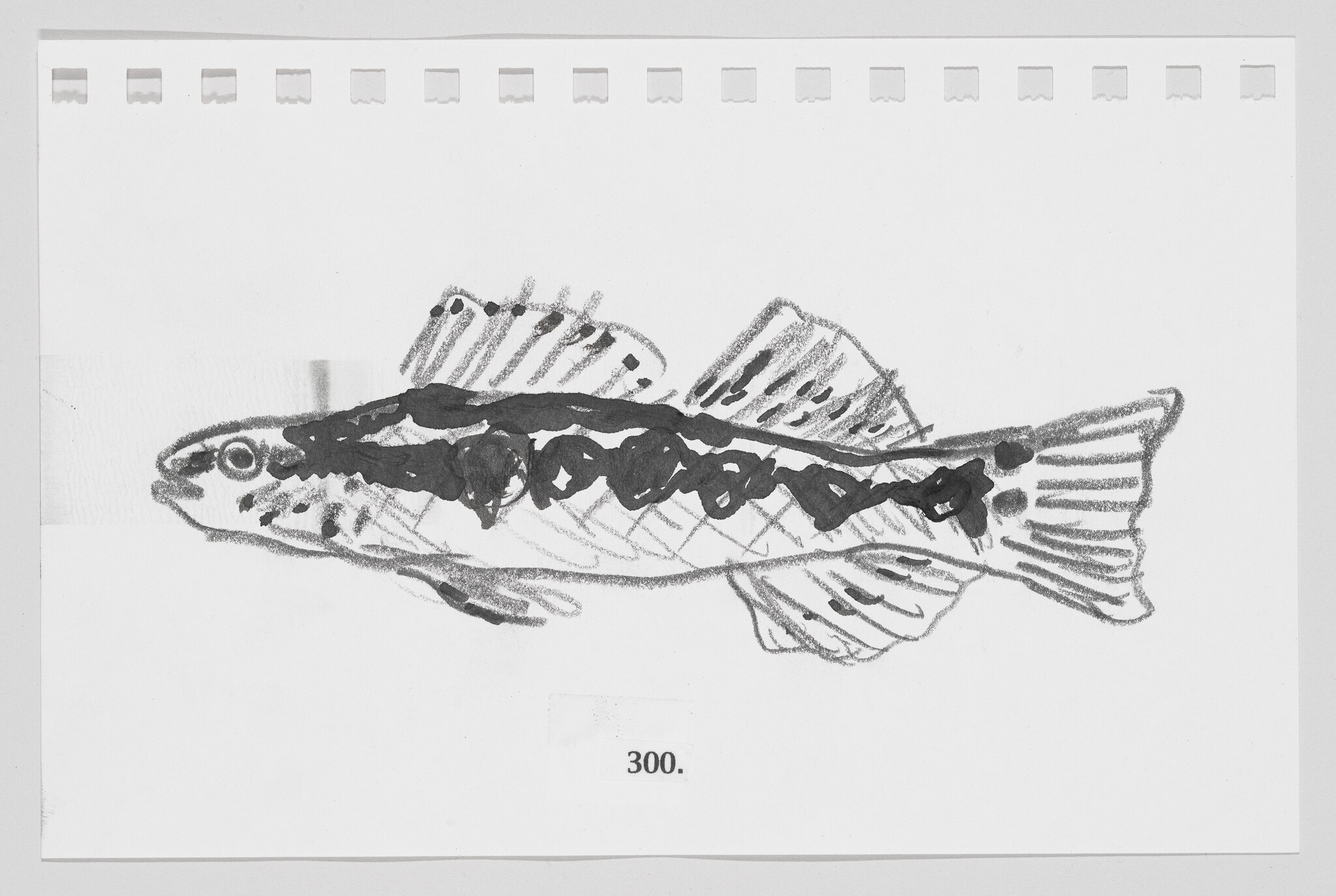 Sketch of a fish on a piece of paper with perforated edges, labeled with the number 300.
