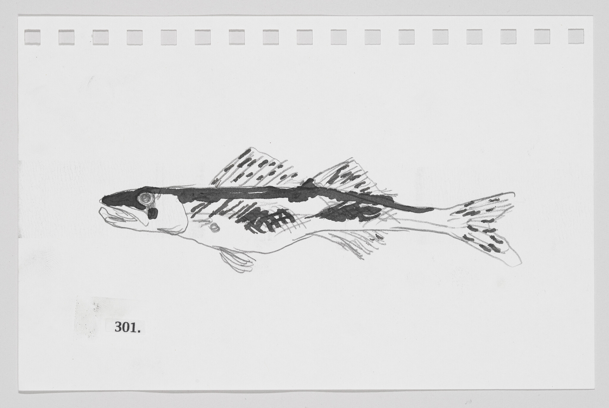 Sketch of a fish on a piece of paper with the number 301.