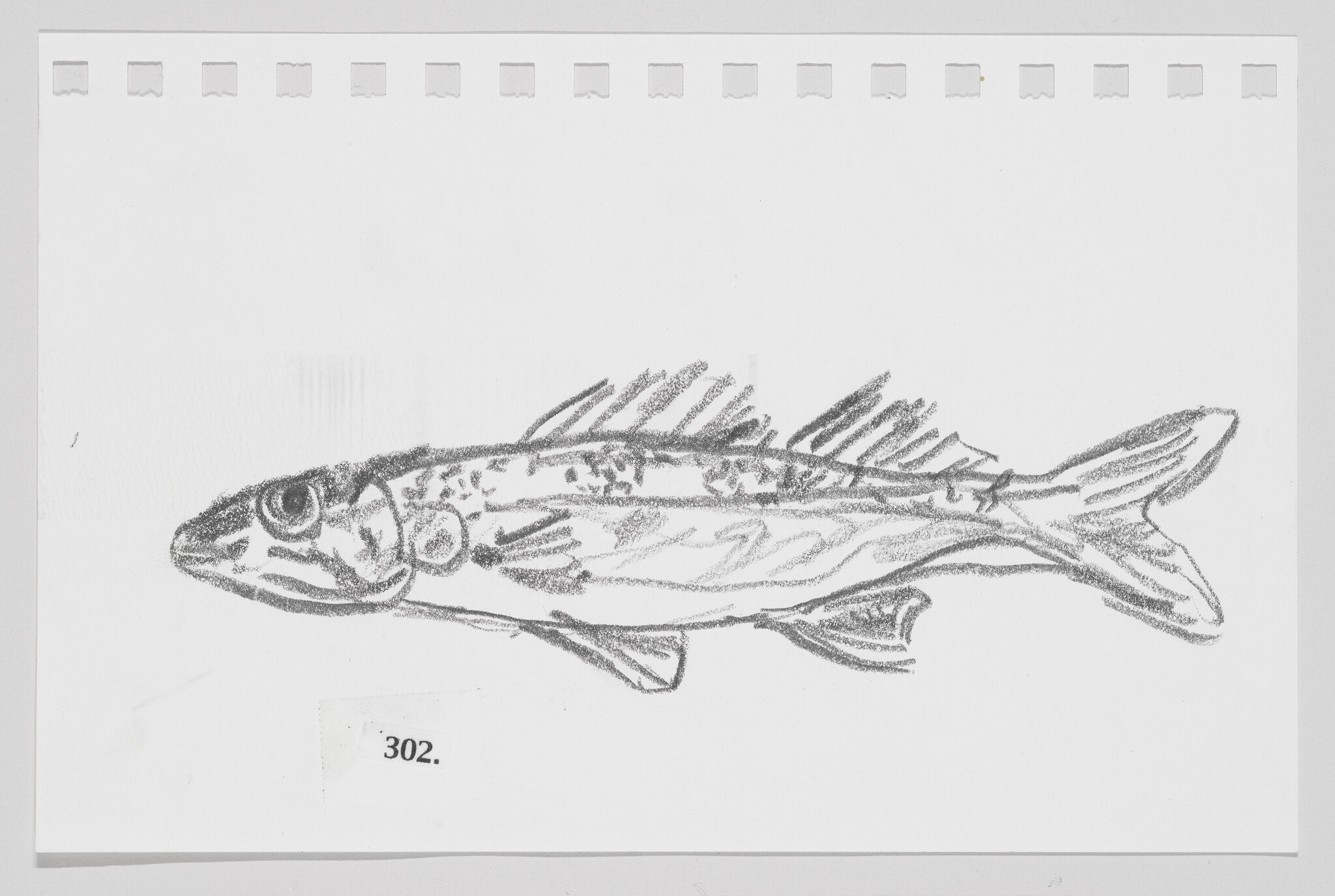 Pencil sketch of a fish on white paper with perforated edges, labeled "302."