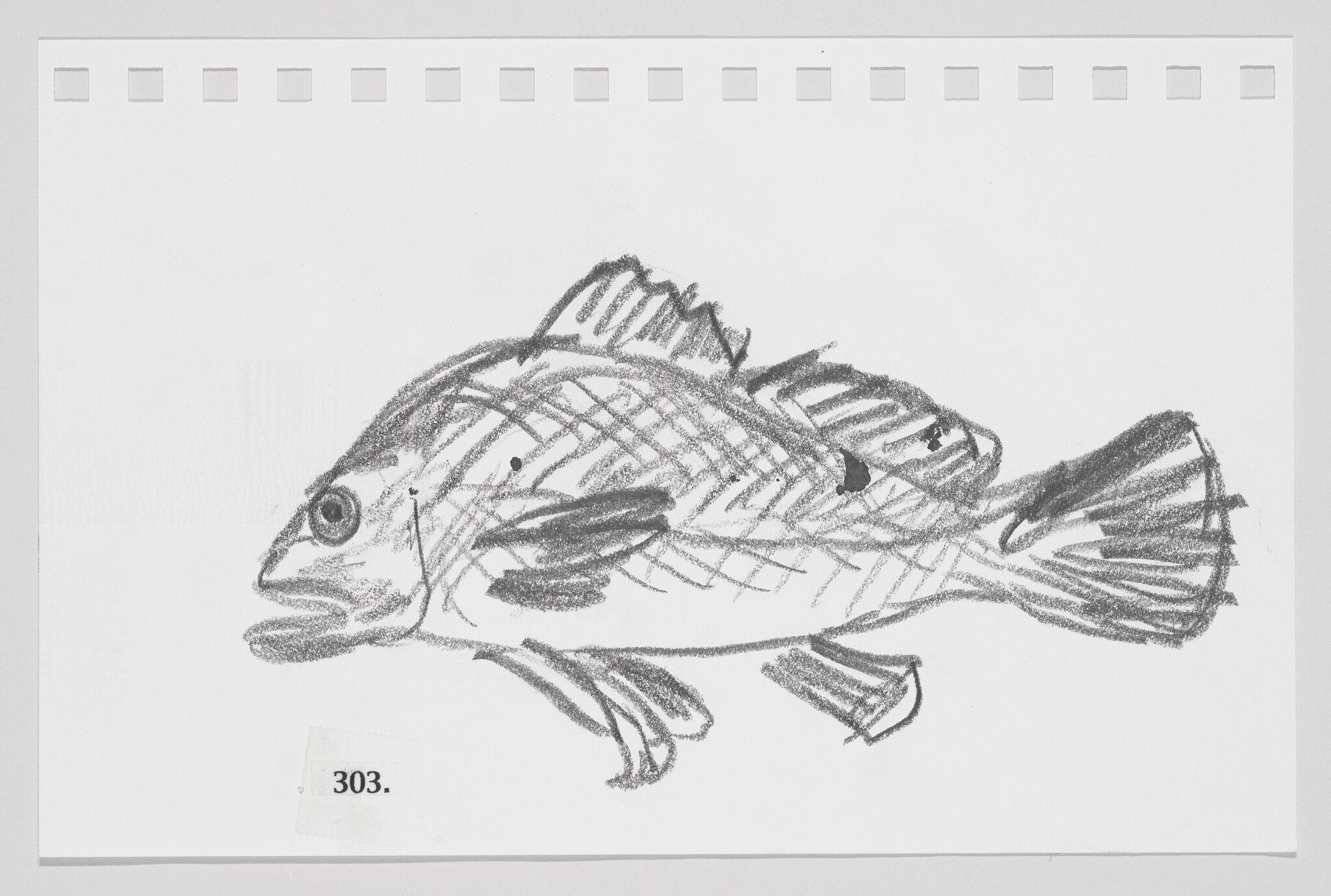 Sketch of a fish on a piece of paper with perforations, labeled with the number 303.