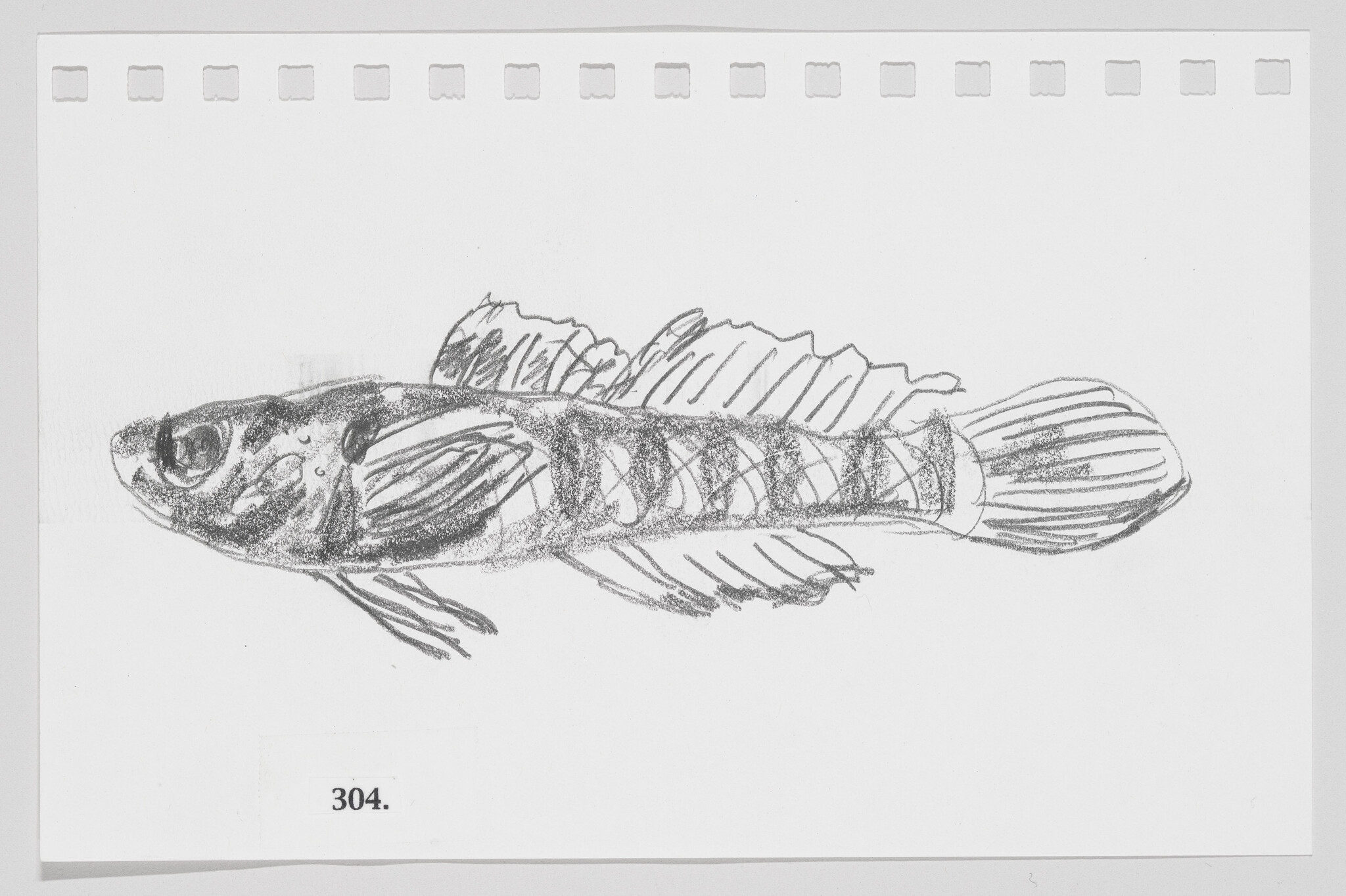 Sketch of a fish with visible skeletal structure on a piece of paper with perforations on top and the number 304.