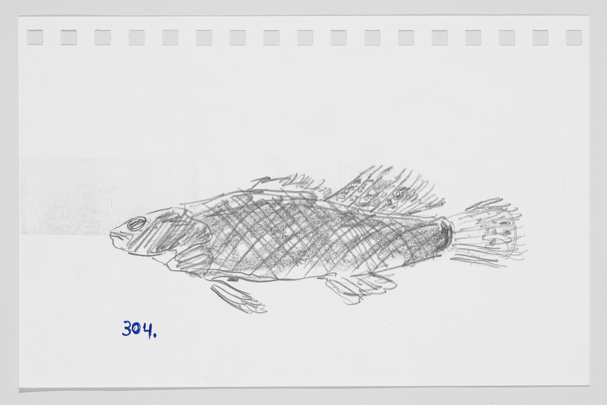 Sketch of a fish on paper with the number 304 written in blue ink below it.