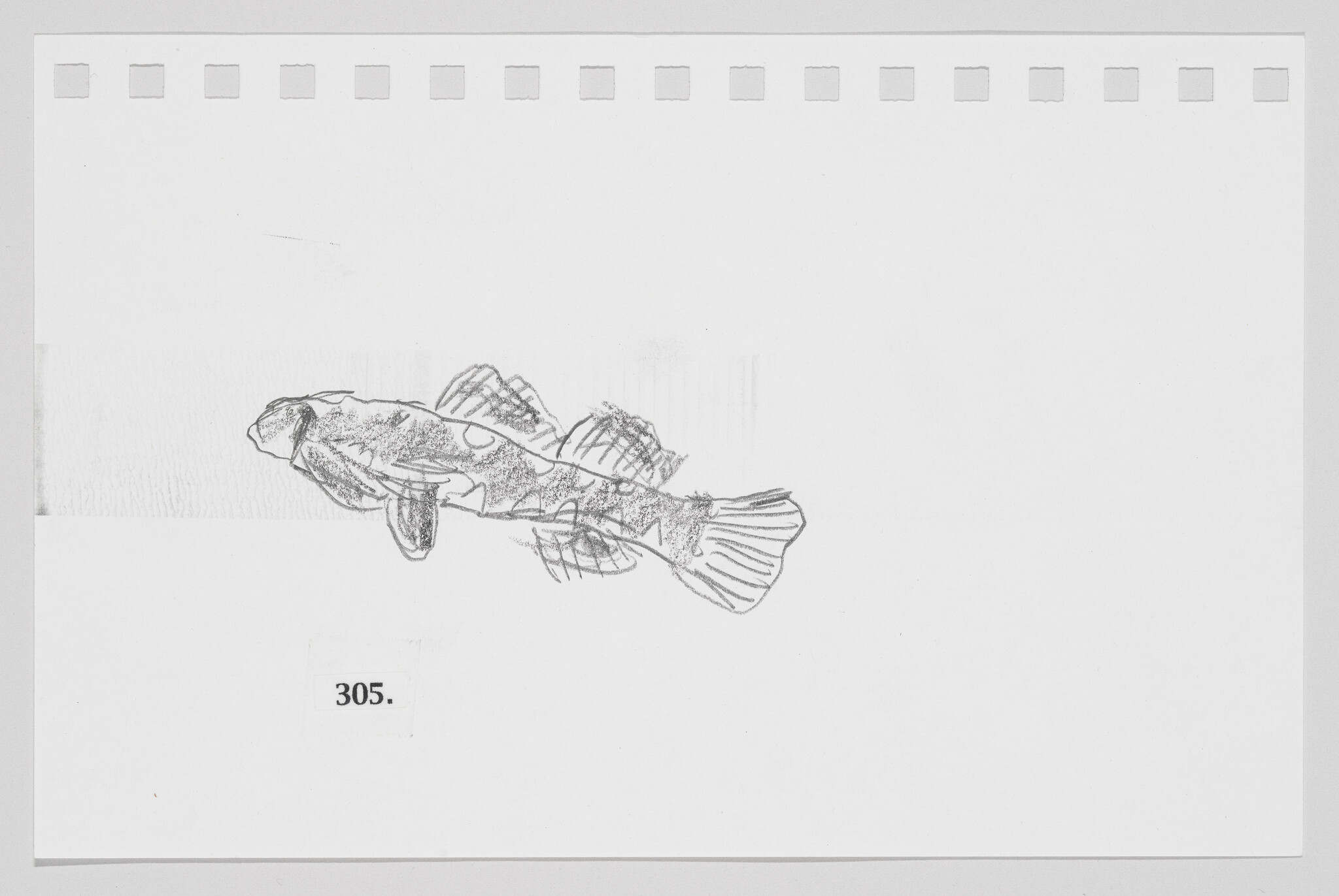 Sketch of a fish on a white background with perforated paper edges, labeled with the number 305.