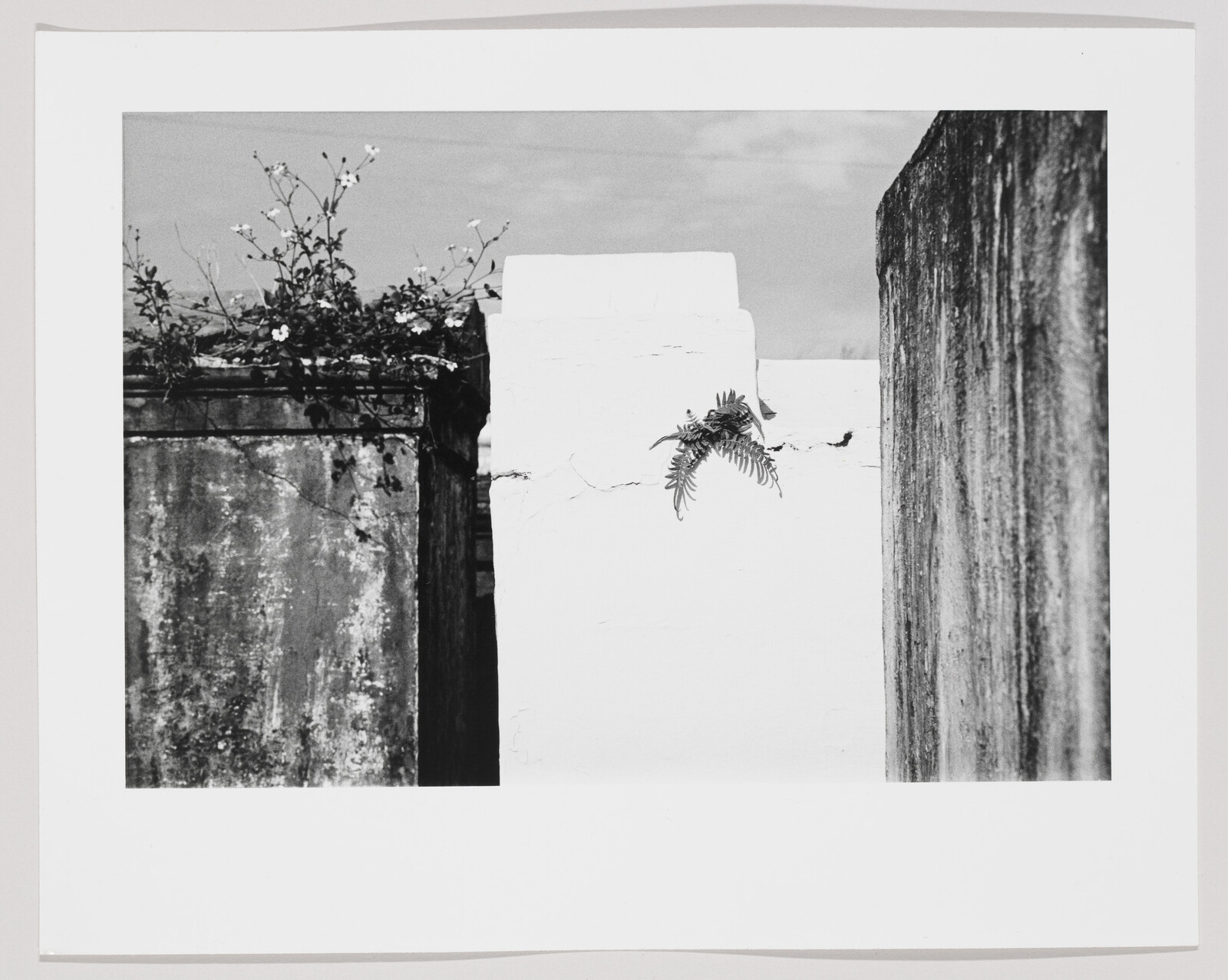 White cracked wall with a small fern growing from a crack between weathered concrete walls.