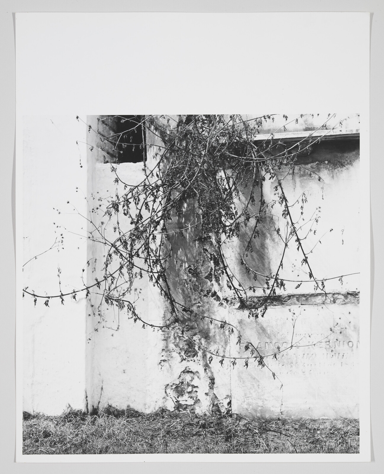 Withered vines hang over a cracked, stained white wall above a patch of dry grass.