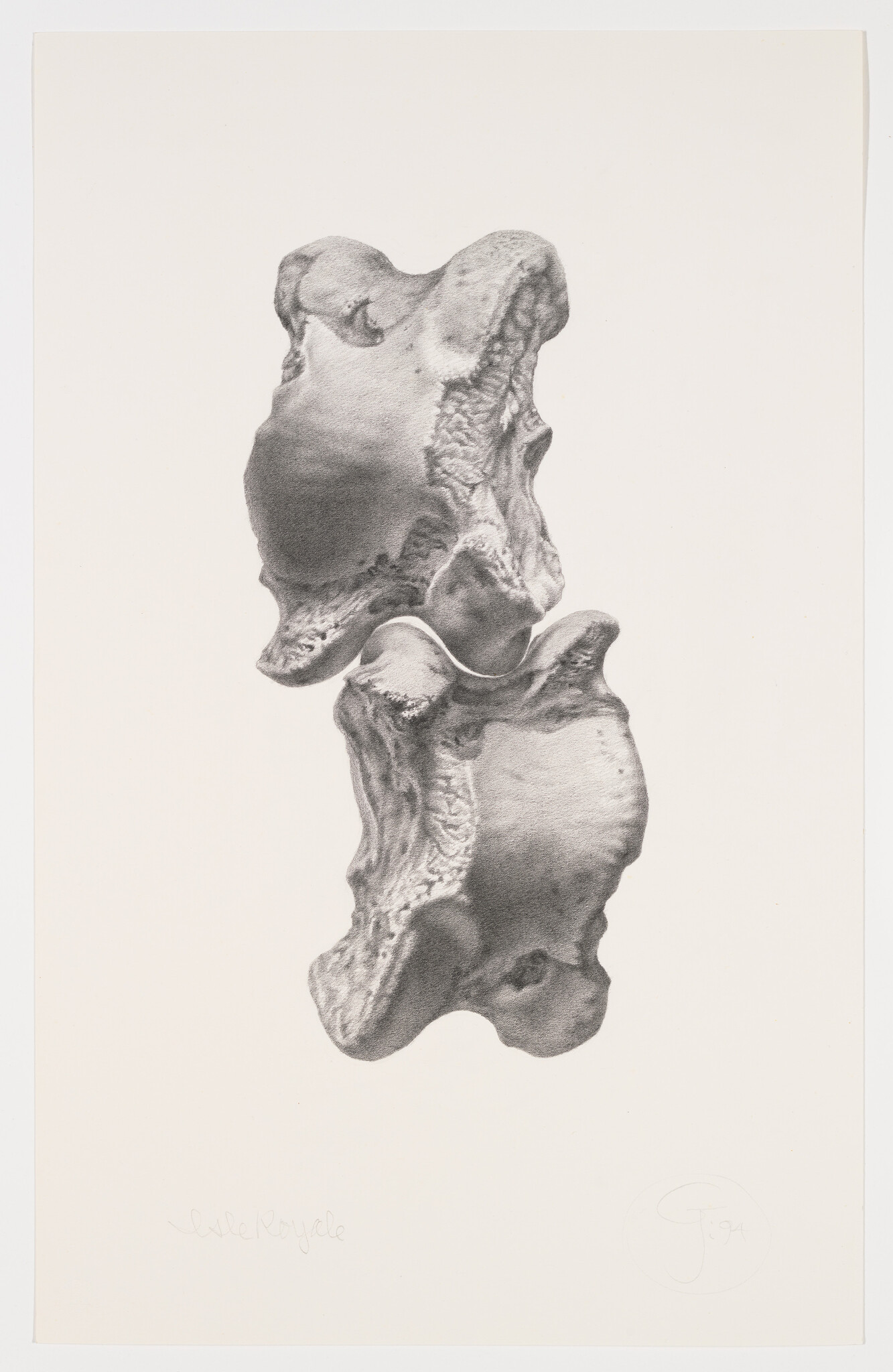 Two textured vertebra bones stacked vertically in a detailed black-and-white drawing.