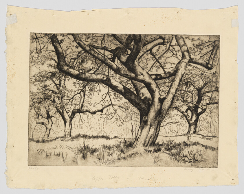 A large gnarled tree with sprawling branches stands in a grassy orchard with trees behind it.