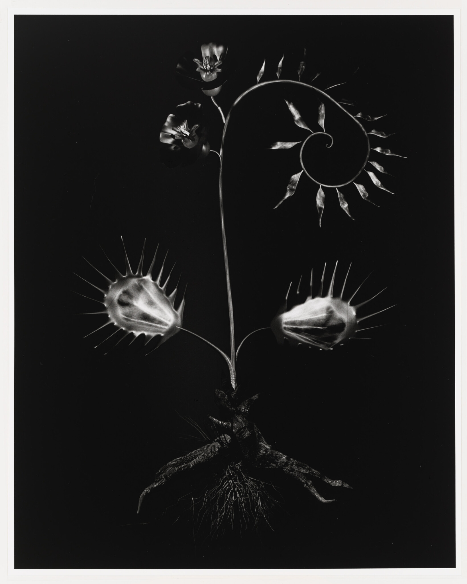 A plant with two Venus flytrap heads, spiral leaves, and tulip-like flowers against a black background.
