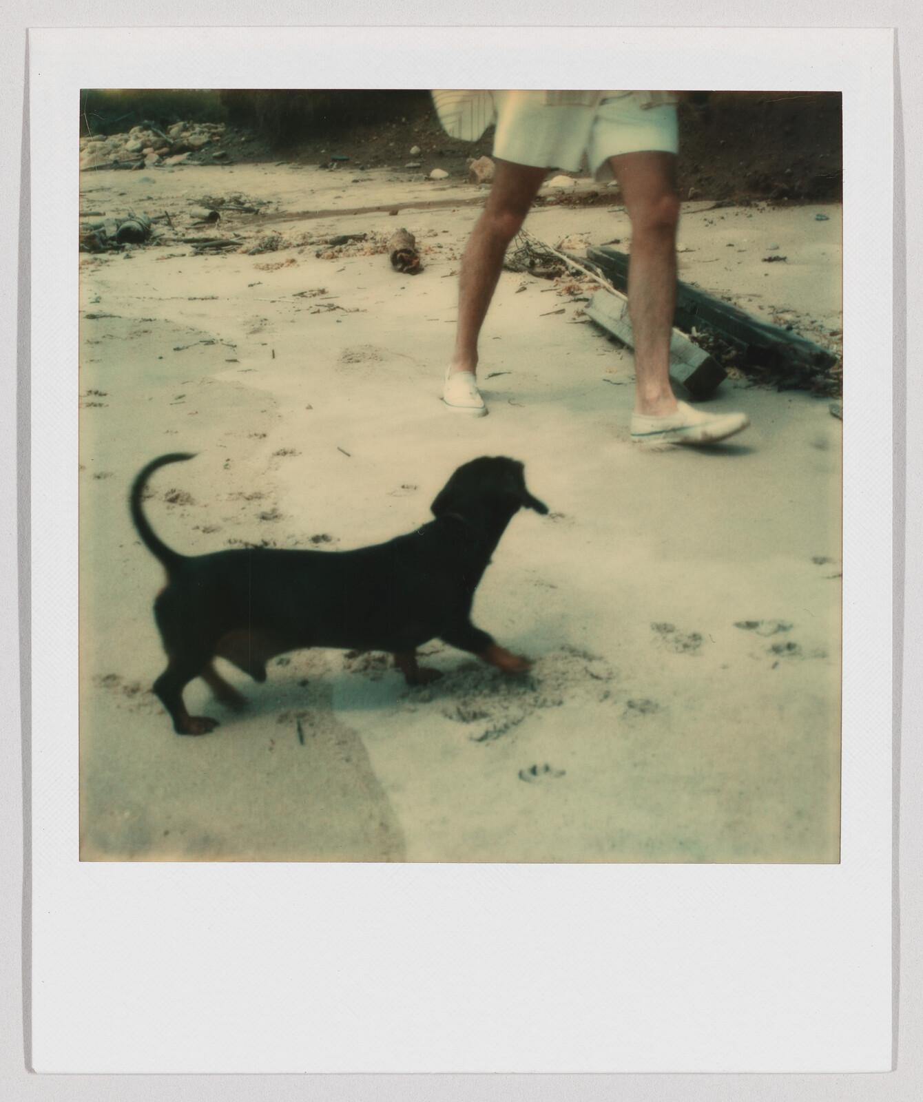 A small black dog walks on sandy ground near a person wearing shorts and white shoes.