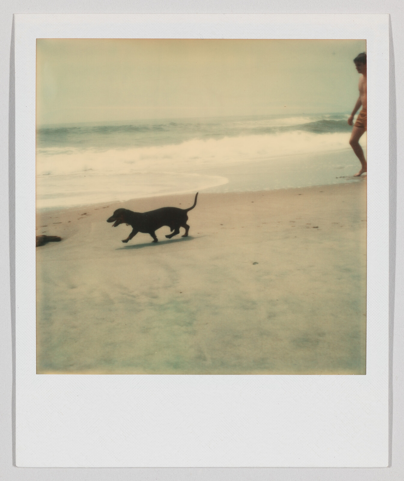 A small dog walks along the beach near the water, with a person standing in the background.
