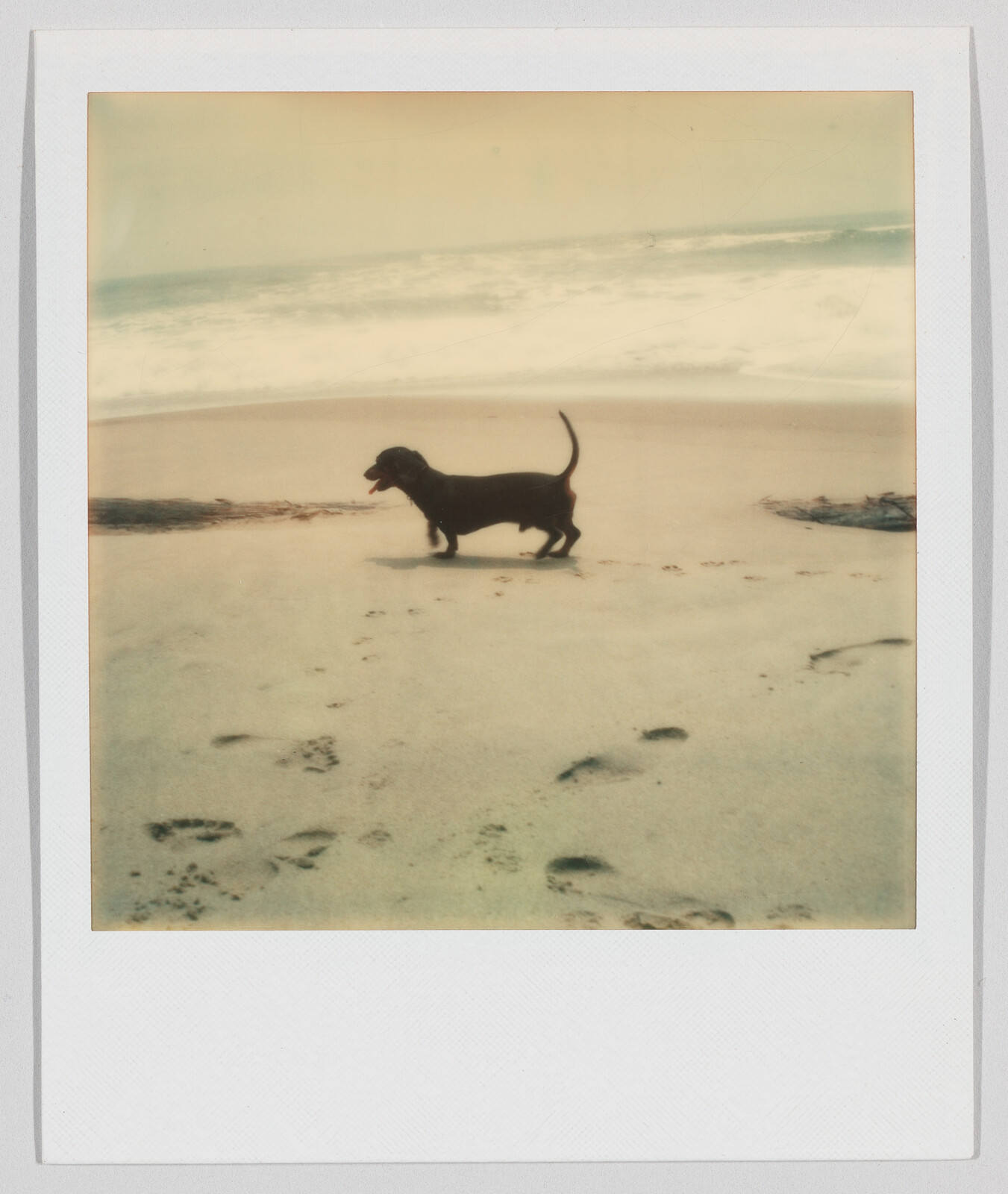A small black dog stands on sandy beach near the water, with footprints leading toward the ocean.