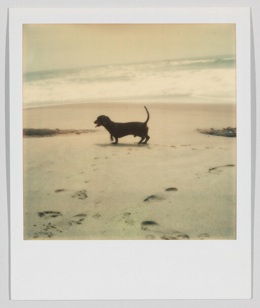 A small dachshund walks along a sandy beach with footprints and waves in the background.