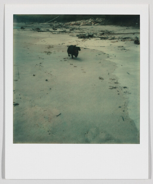 A small black dog runs toward the camera across a sandy beach leaving paw prints behind.