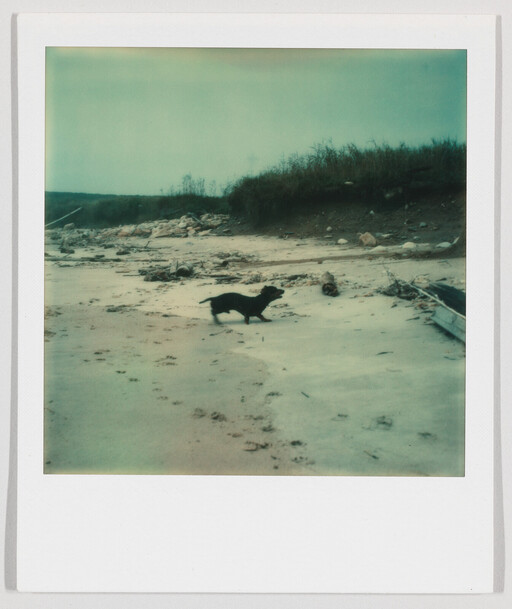 A small black dog runs along a sandy beach near driftwood and grassy dunes.