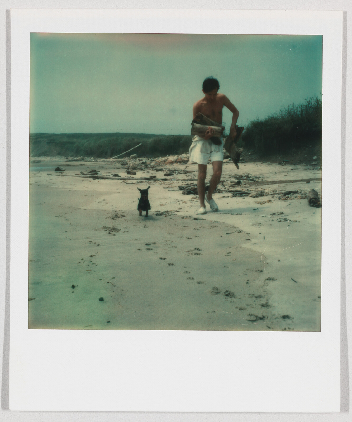 A person carrying driftwood walks along a sandy beach with a small black dog nearby.