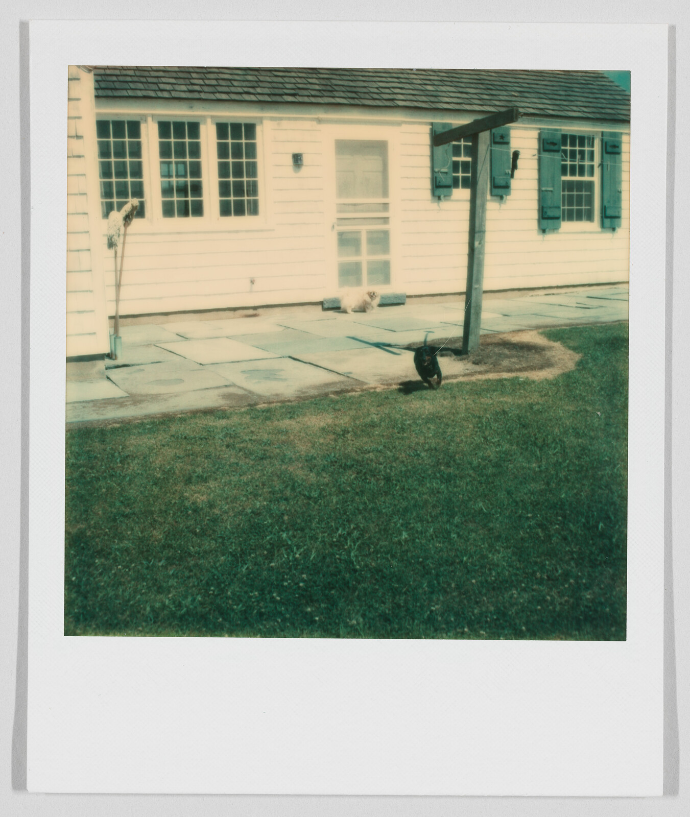 A black cat walks on grass near a white house with blue shutters and a glass door.
