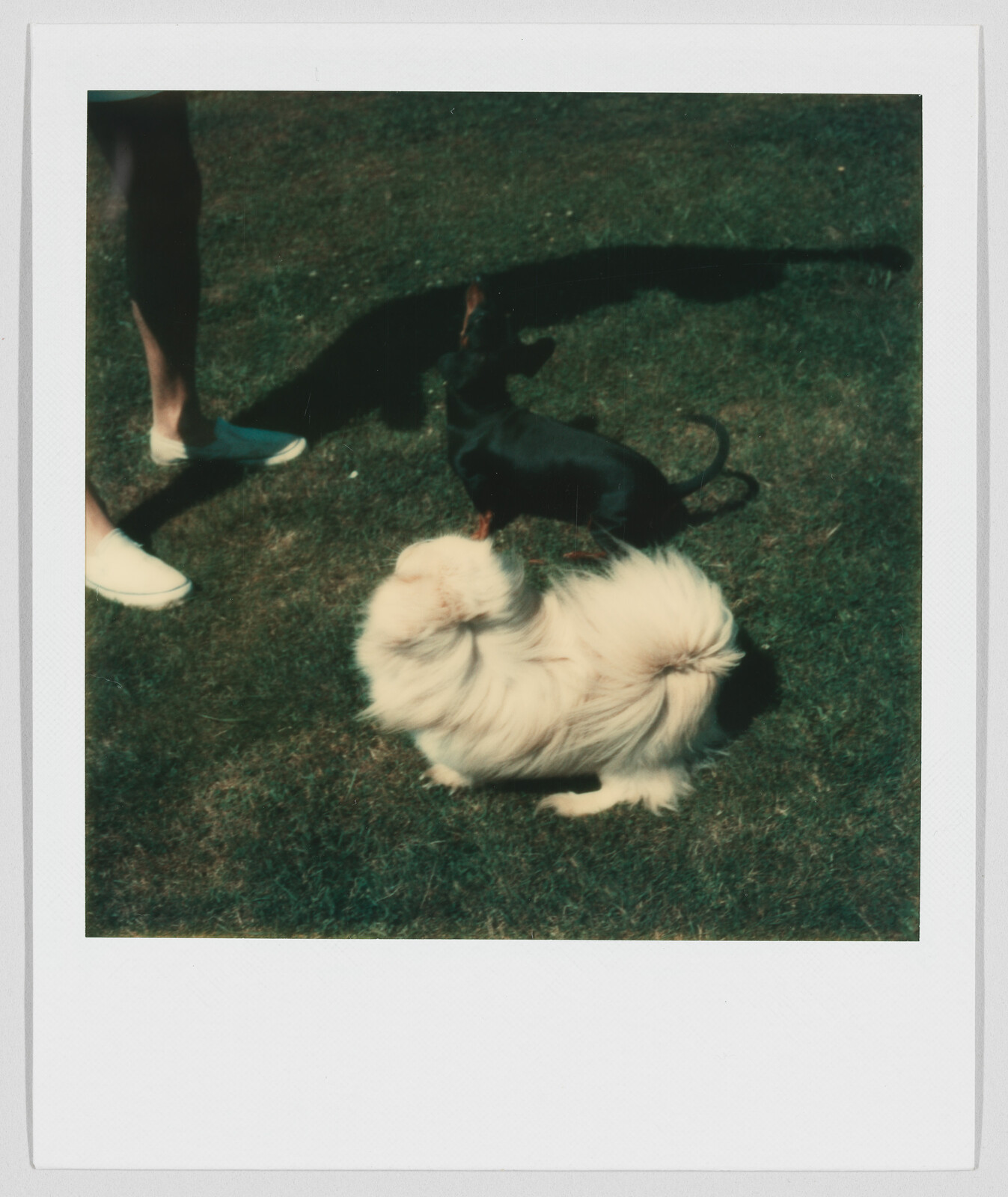 A fluffy white dog and a small black dog stand on grass near a person’s legs and feet.
