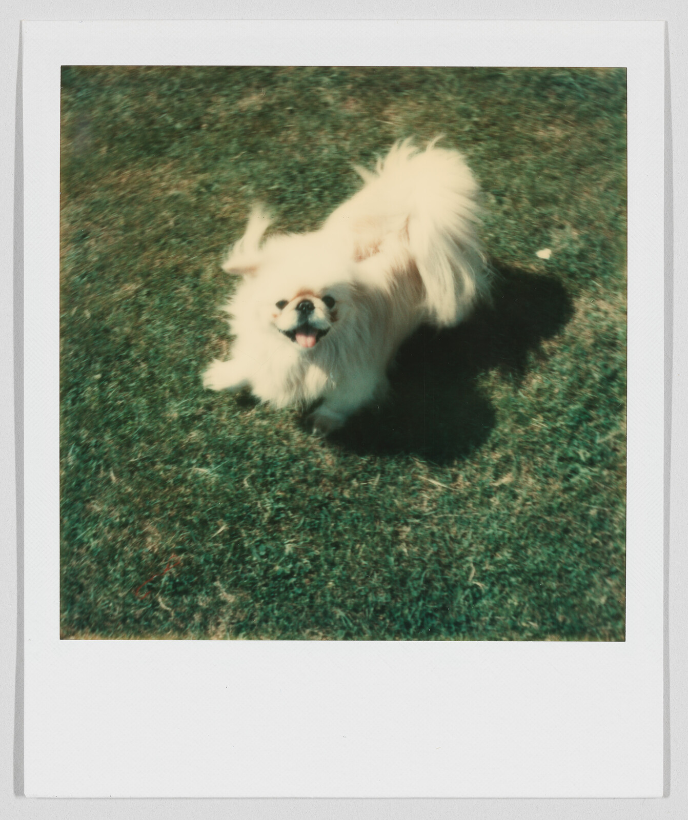 Small fluffy dog standing on green grass, looking up with its mouth open and tongue out.
