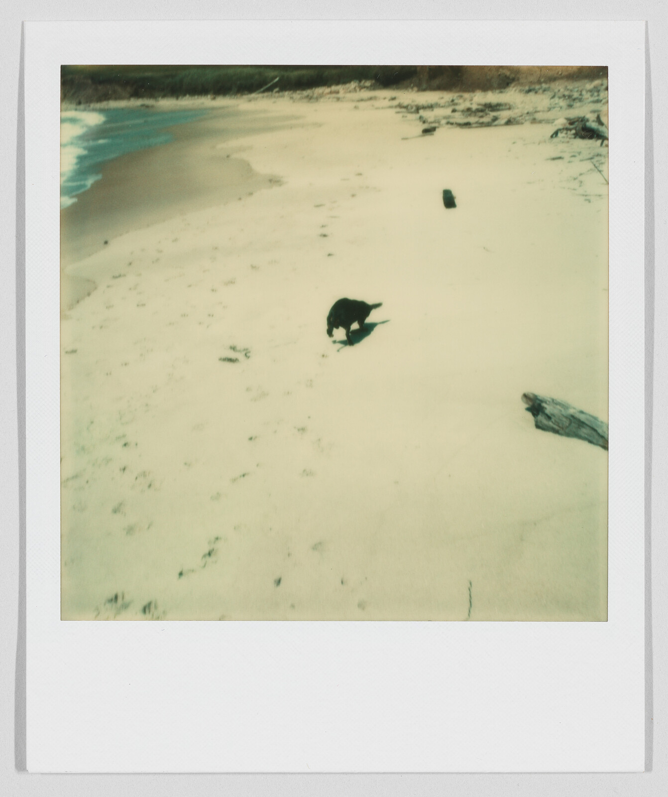 A black dog walks alone on a sandy beach near the water, with driftwood scattered around.