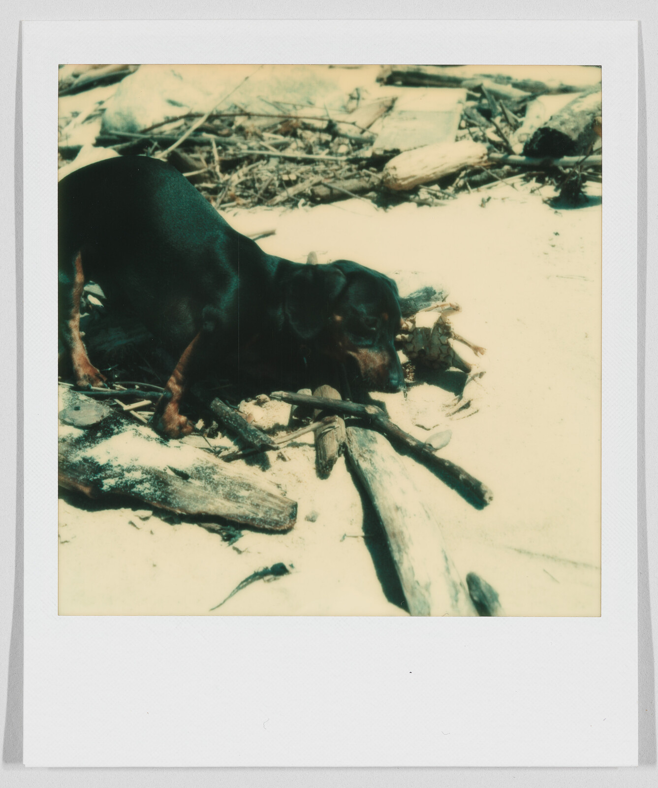 A small black and brown dog sniffs around pieces of driftwood on a sandy beach.
