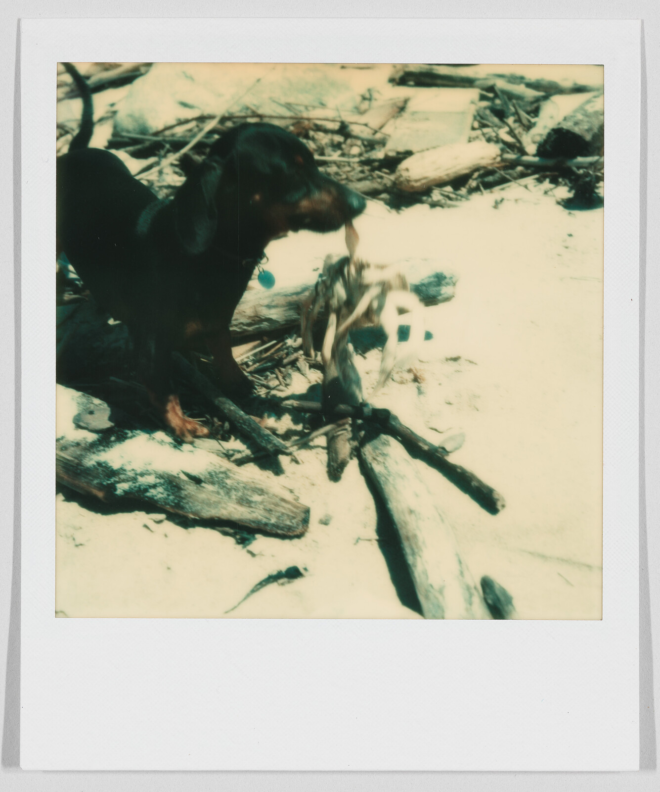 A small black and brown dog stands on sand and holds a stick in its mouth among scattered driftwood.