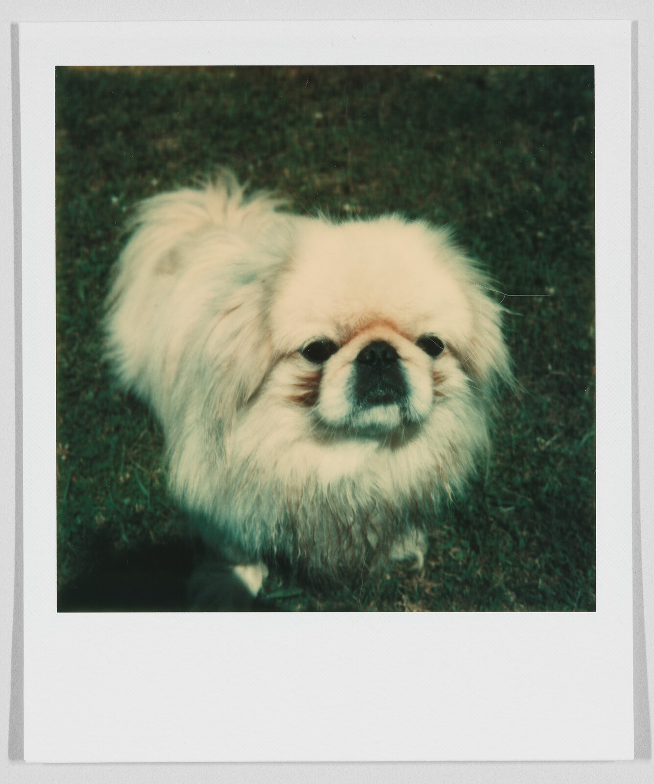 Small fluffy dog with a flat face standing on grass, looking up toward the camera.