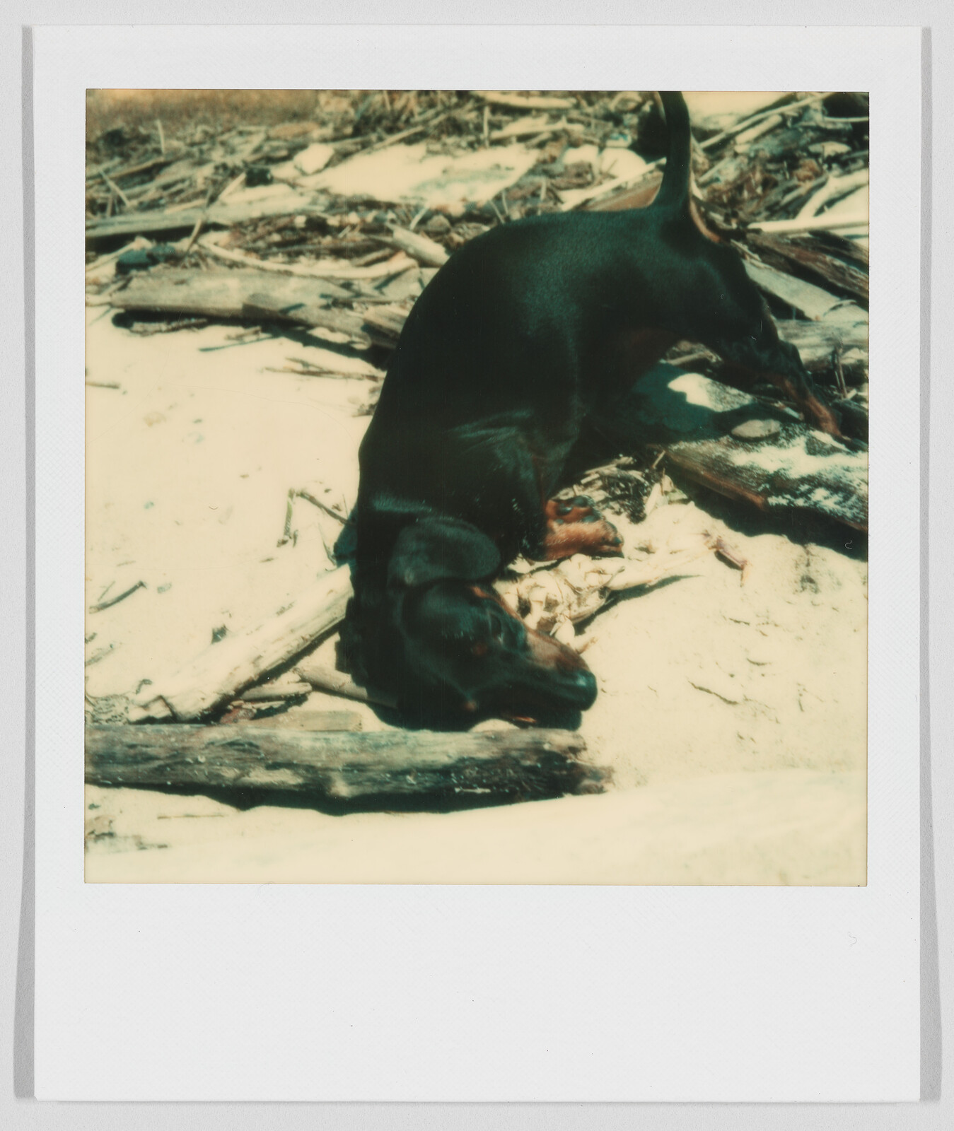 A black and brown dachshund sniffs the ground on a sandy area with scattered pieces of wood.