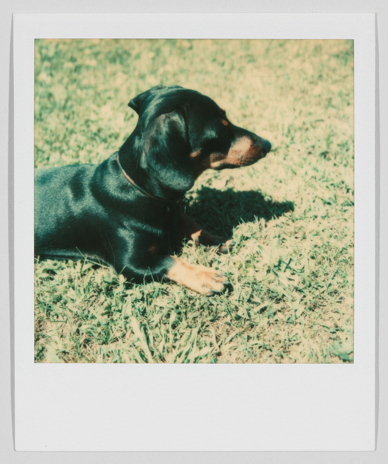 Small black and brown dog lying on grass, facing to the right, with sunlight casting a shadow.