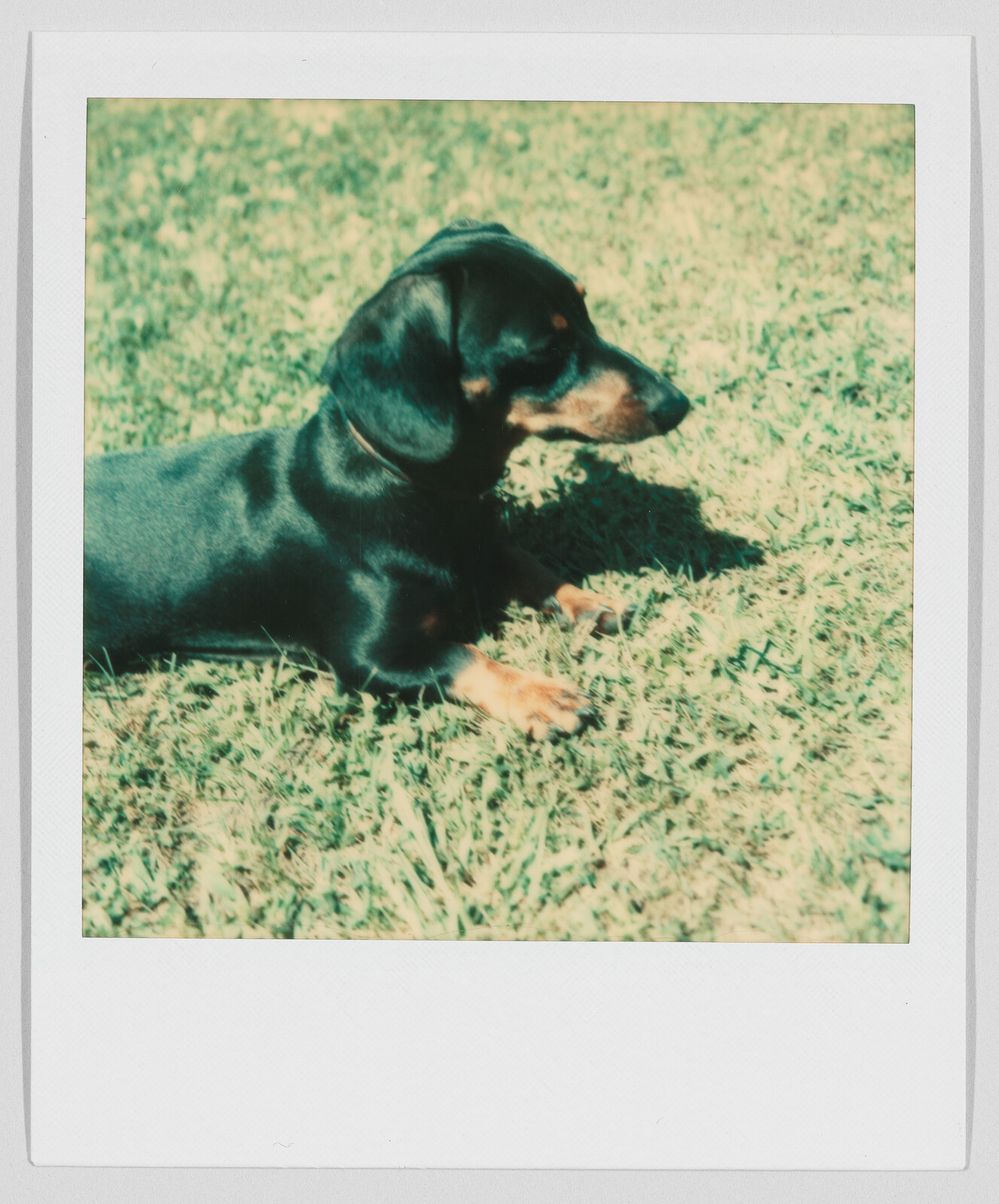 A small black and brown dog is lying on green grass, facing to the right.