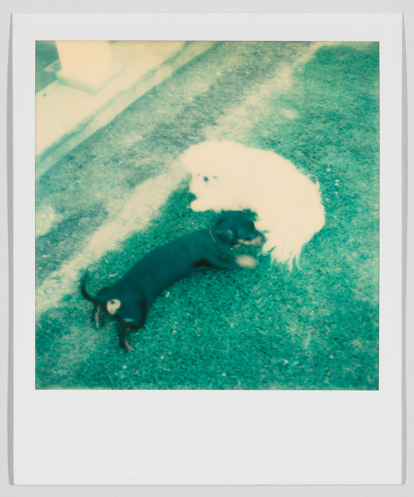 A small black dog and a fluffy white dog lying together on green grass outside.
