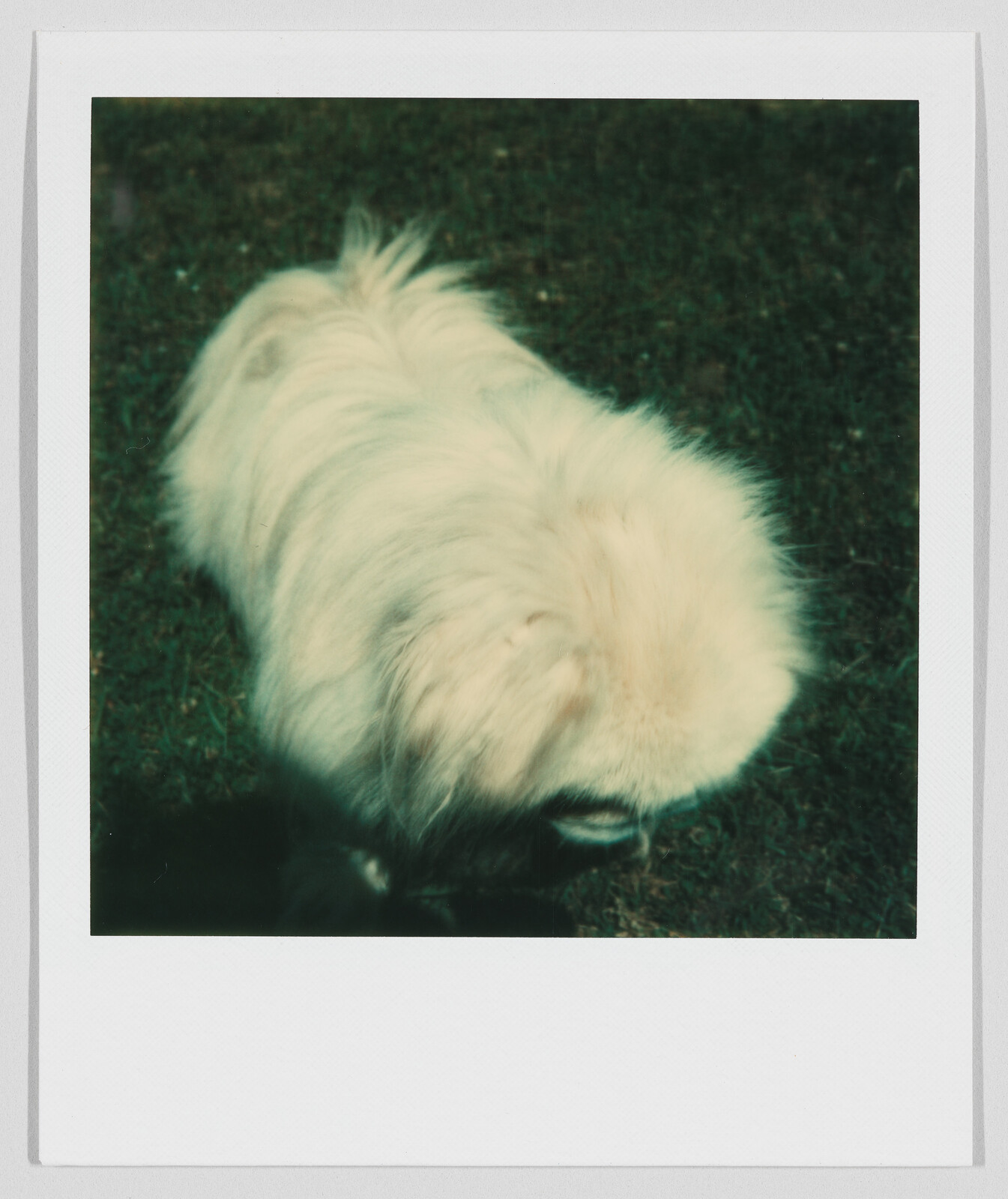 Fluffy white dog standing on grass, facing downward with its head partially out of view.