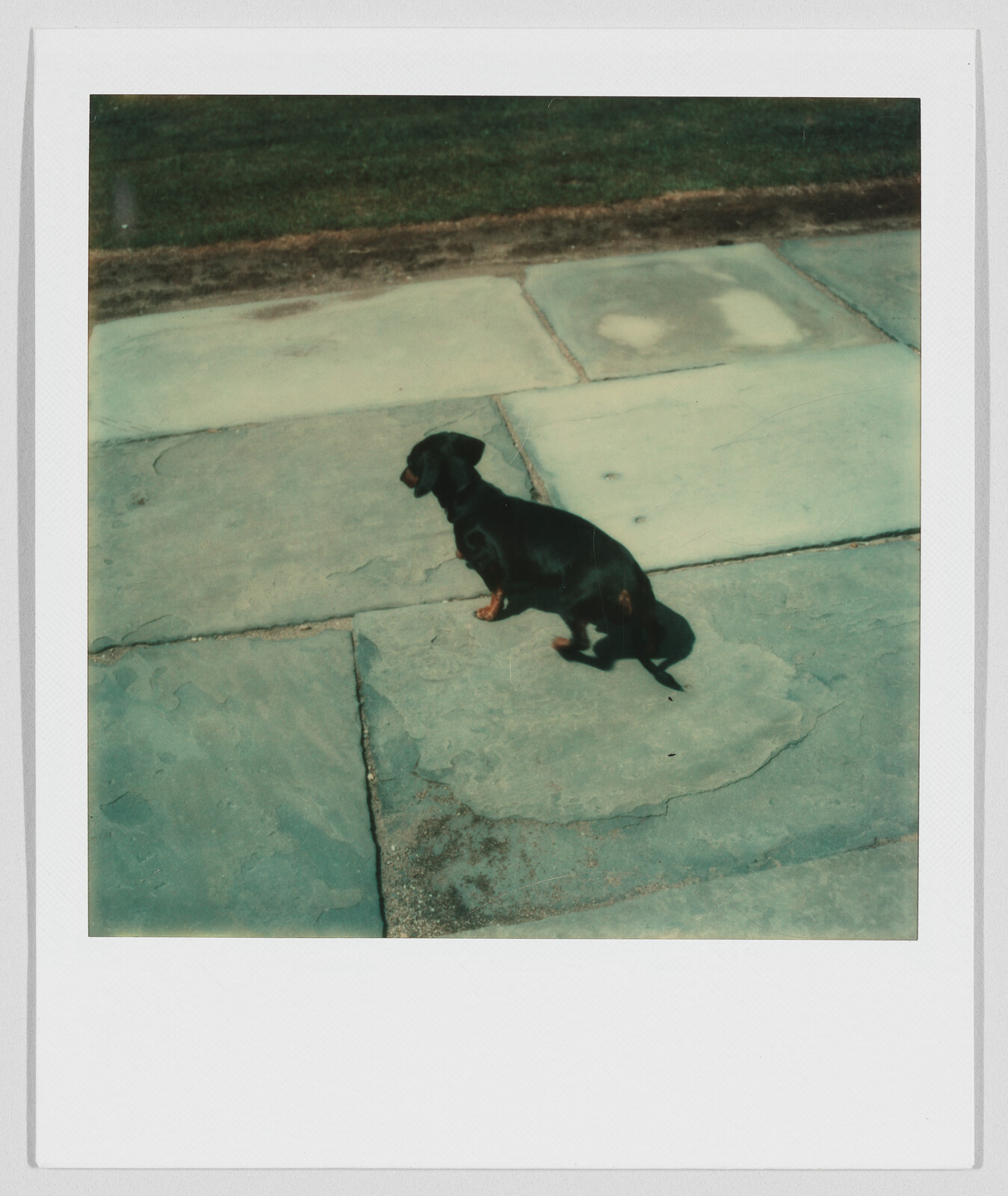 A small black and brown dog stands alone on large stone tiles near a grassy area.