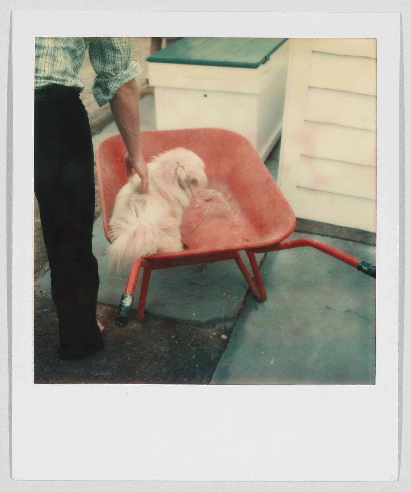 A person places a fluffy white dog into a red wheelbarrow next to a white building.