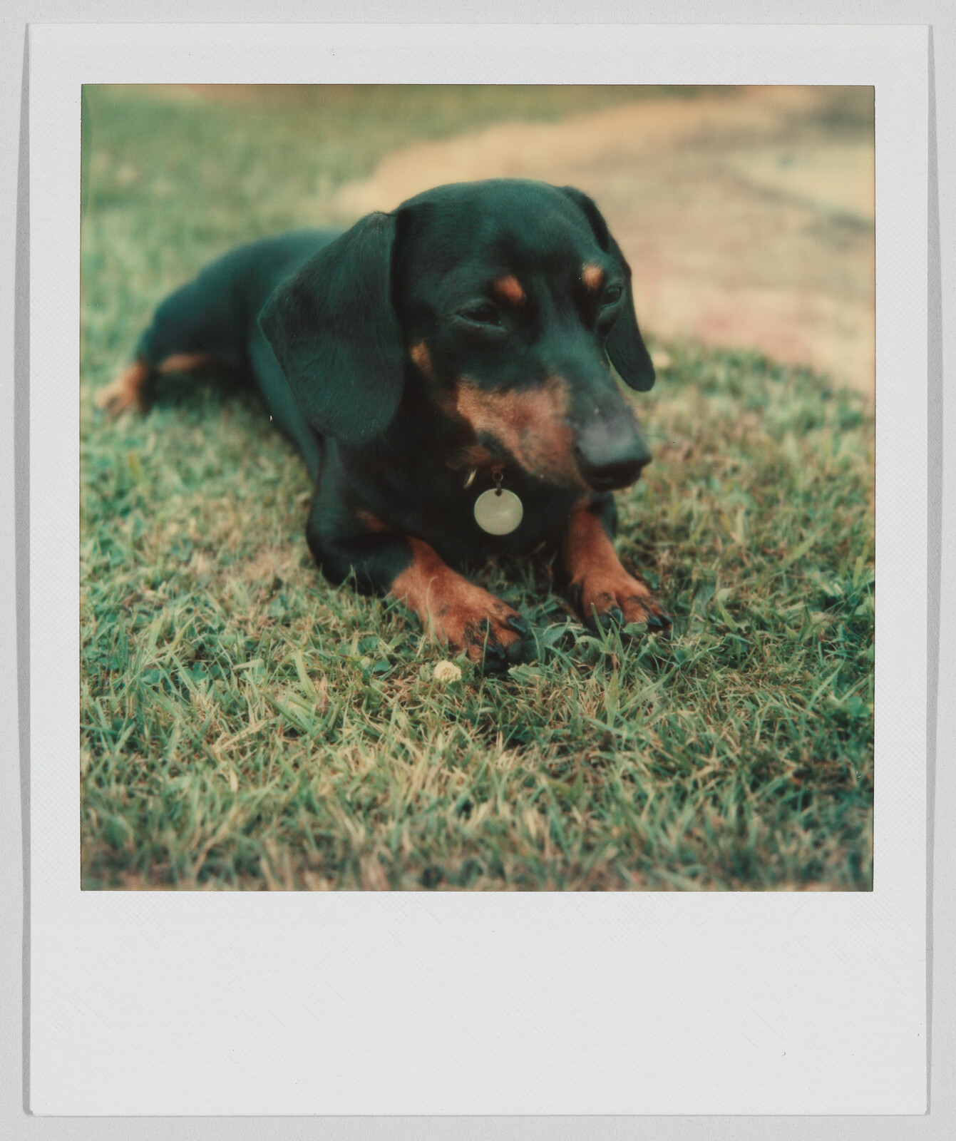 A small black and brown dachshund with a collar tag lies on green grass, looking downward.