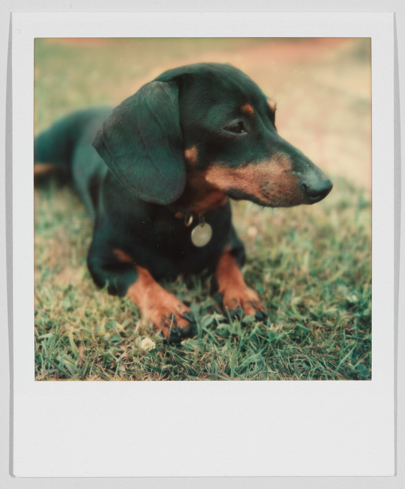 A small black and brown dachshund with a collar lies on green grass, looking to the side.