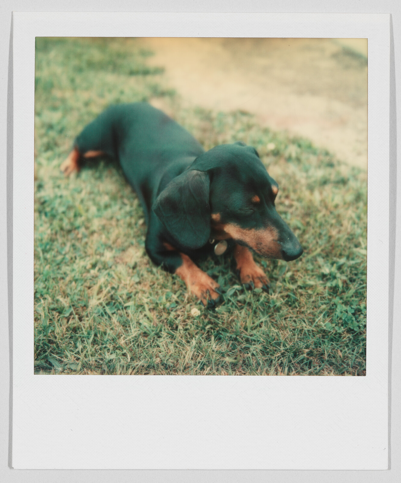 A small black and brown dachshund lies on grass, looking down and slightly to the side.