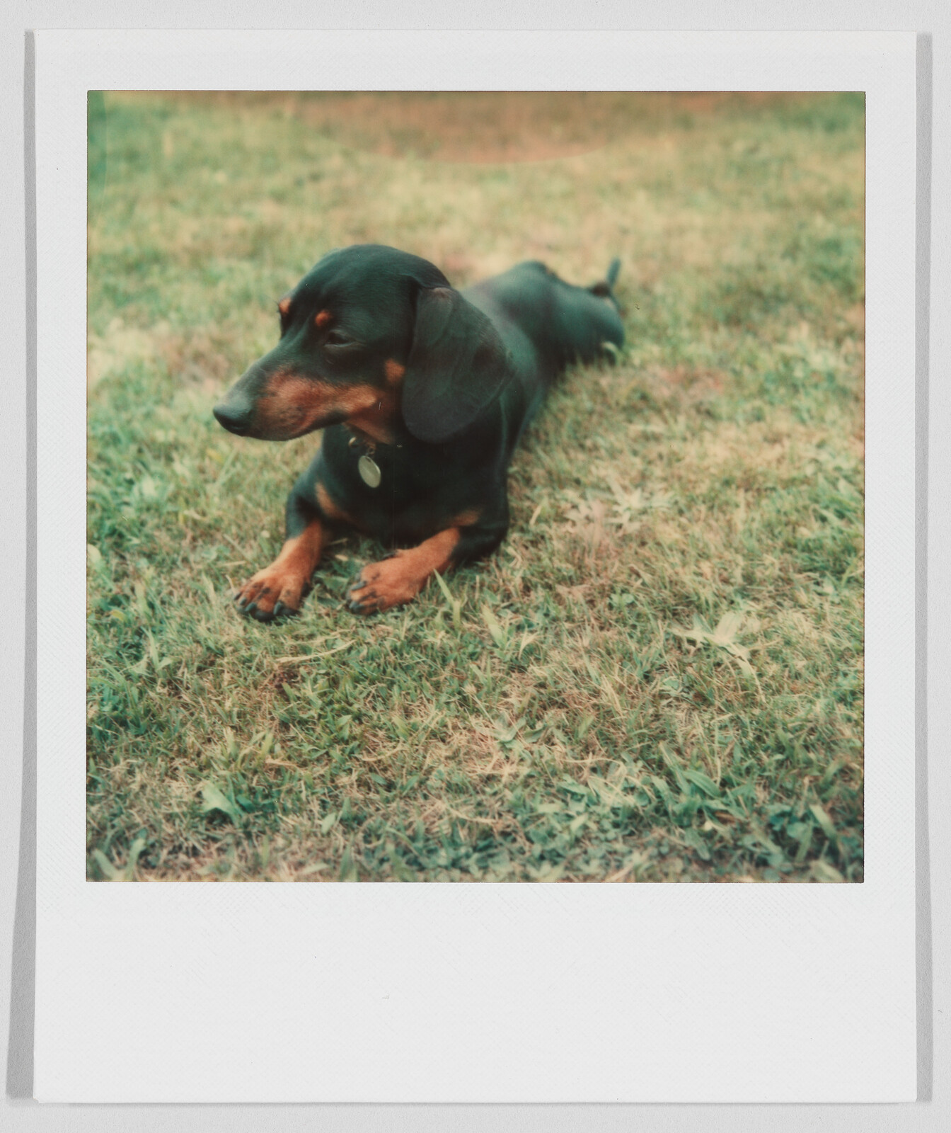 A small black and brown dog with short legs lies on grass, looking to the left.
