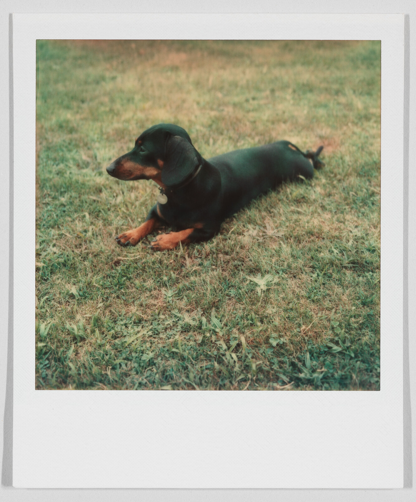 A small black and brown dog lies stretched out on green grass, looking to the left.