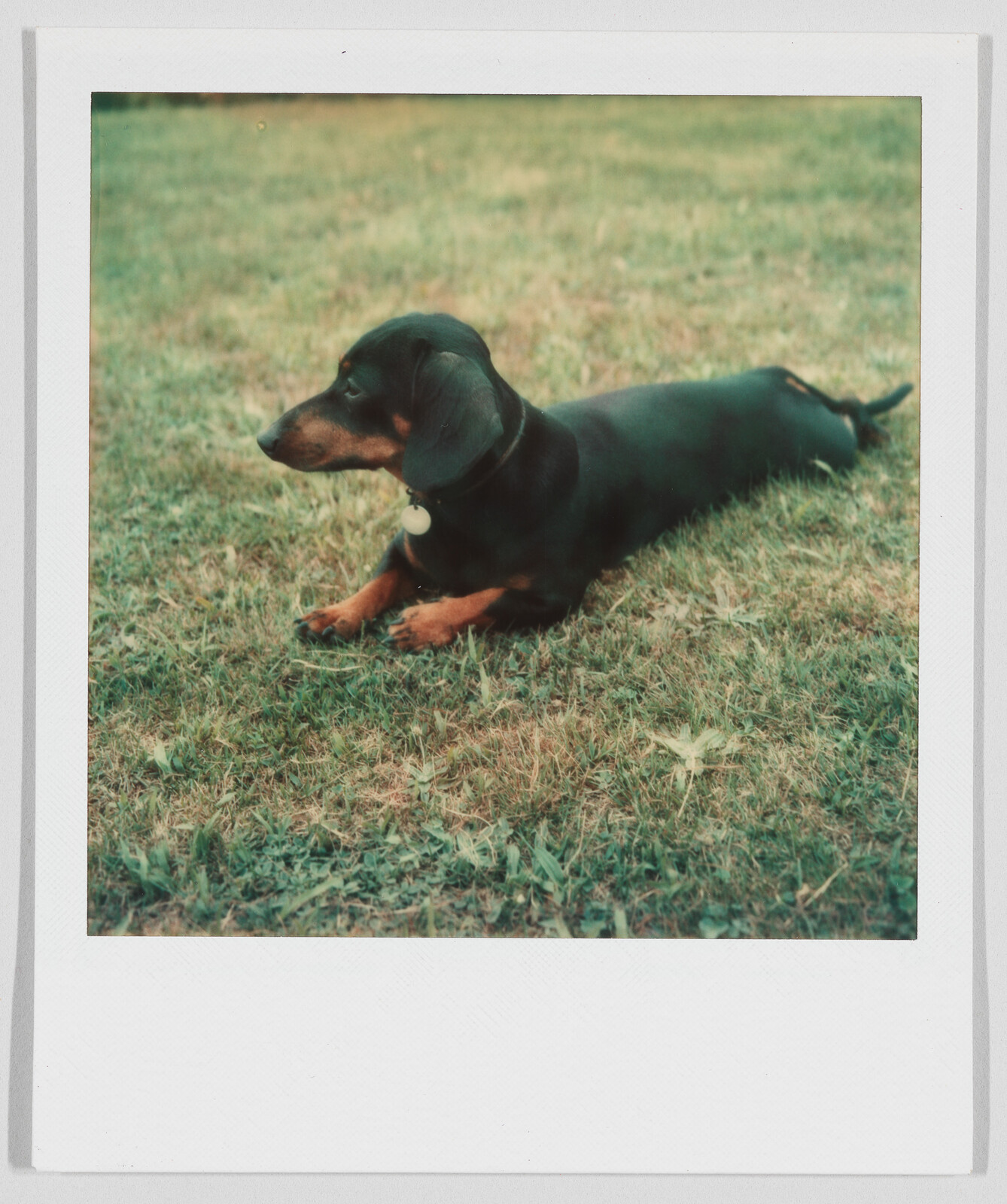 A black and brown dachshund with a collar lies on grass, looking to the left.