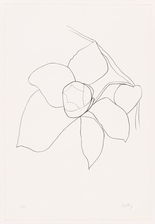 Simple black line drawing of a flower with large petals and a central bud on a stem.